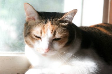A serene calico cat basking in the warm sunlight by a window, with a soft, dreamlike background. Its tricolored fur is beautifully highlighted, capturing a peaceful moment of domestic tranquility.