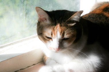 A serene calico cat basking in the warm sunlight by a window, with a soft, dreamlike background. Its tricolored fur is beautifully highlighted, capturing a peaceful moment of domestic tranquility.