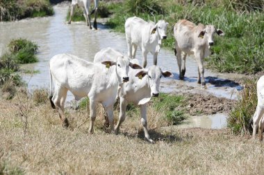 Özgürce otlayan buzağılar, kırsal yaşamın sembolleri ve doğayla bağlantı. Kırsal kesimin sakinliği ve hayvanların saflığı sürdürülebilir çiftlik hayvanlarının özünü ve çiftçilik ile çevre arasındaki uyumu ortaya koyuyor..