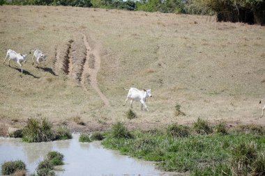 Özgürce otlayan buzağılar, kırsal yaşamın sembolleri ve doğayla bağlantı. Kırsal kesimin sakinliği ve hayvanların saflığı sürdürülebilir çiftlik hayvanlarının özünü ve çiftçilik ile çevre arasındaki uyumu ortaya koyuyor..