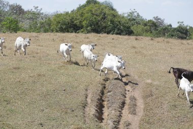 Özgürce otlayan buzağılar, kırsal yaşamın sembolleri ve doğayla bağlantı. Kırsal kesimin sakinliği ve hayvanların saflığı sürdürülebilir çiftlik hayvanlarının özünü ve çiftçilik ile çevre arasındaki uyumu ortaya koyuyor..