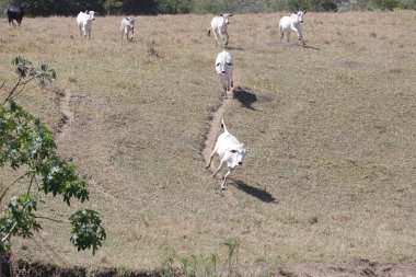 Özgürce otlayan buzağılar, kırsal yaşamın sembolleri ve doğayla bağlantı. Kırsal kesimin sakinliği ve hayvanların saflığı sürdürülebilir çiftlik hayvanlarının özünü ve çiftçilik ile çevre arasındaki uyumu ortaya koyuyor..