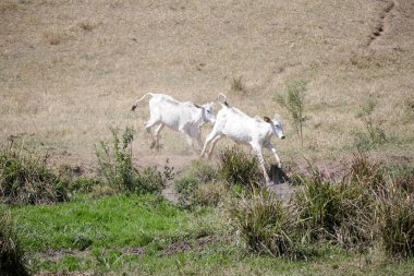 Özgürce otlayan buzağılar, kırsal yaşamın sembolleri ve doğayla bağlantı. Kırsal kesimin sakinliği ve hayvanların saflığı sürdürülebilir çiftlik hayvanlarının özünü ve çiftçilik ile çevre arasındaki uyumu ortaya koyuyor..