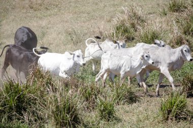 Özgürce otlayan buzağılar, kırsal yaşamın sembolleri ve doğayla bağlantı. Kırsal kesimin sakinliği ve hayvanların saflığı sürdürülebilir çiftlik hayvanlarının özünü ve çiftçilik ile çevre arasındaki uyumu ortaya koyuyor..