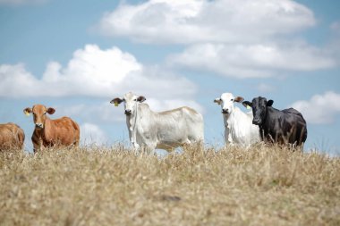 Özgürce otlayan buzağılar, kırsal yaşamın sembolleri ve doğayla bağlantı. Kırsal kesimin sakinliği ve hayvanların saflığı sürdürülebilir çiftlik hayvanlarının özünü ve çiftçilik ile çevre arasındaki uyumu ortaya koyuyor..