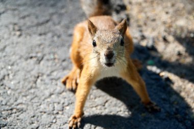 Sincap kamera bakıyor