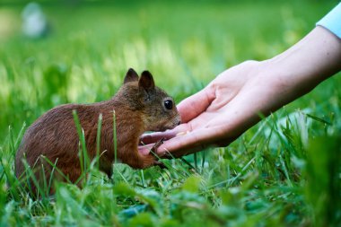 İnsan elinde bir fındık yeme sevimli sincap