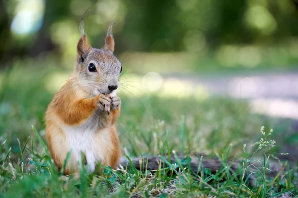 Niedliches Eichhörnchen Sitzt Gras — Stockfoto