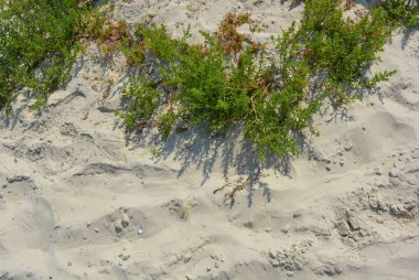 Güzel sıcak kum yeşil parlak çim ile