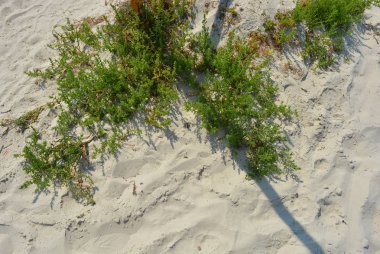 Güzel sıcak kum yeşil parlak çim ile