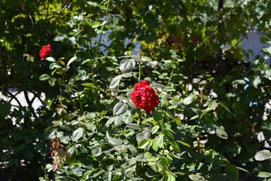 Güneşin altında kırmızı kiraz güzel çalılar gül