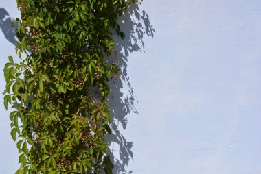 Güzel yeşil yaprakları asması, victoria sarmaşık, beş yapraklı Ivy, oynanmaz çiçek güneş ışığı ve beyaz bir arka plan