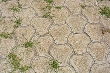 Güzel yeşil yaprakları ve dalları asması, victoria sarmaşık, beş yapraklı Ivy, güneş ışığı ve yol oynanmaz çiçek gri olarak döşer