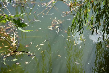 Yeşil su birikintisi bir kamış ile bir kamışı güneşe kuru sarı yapraklar