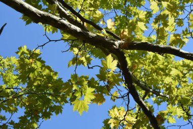 Yeşil yaprakları ve parlak ışıklı gökyüzü ve güneş arka planı gri Mayo ile eski bir akça ağaç dalları