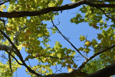 Yeşil yaprakları ve parlak ışıklı gökyüzü ve güneş arka planı gri Mayo ile eski bir akça ağaç dalları