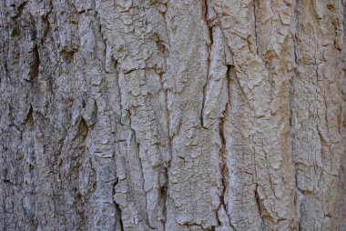 Gölge beyaz bir dokunuşla bir ağaç kabuğu