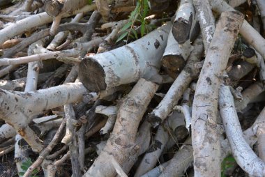 Ahşap sopa, bir ağaçtan yere korumasız kirişler