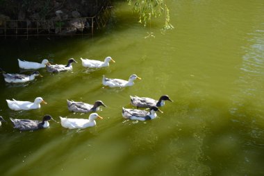 Yeşil su ile bir havuzda yüzen güzel yaban ördekleri
