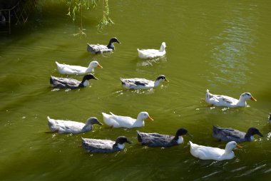Yeşil su ile bir havuzda yüzen güzel yaban ördekleri.