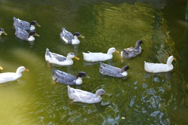 Yeşil su ile bir havuzda yüzen güzel yaban ördekleri.