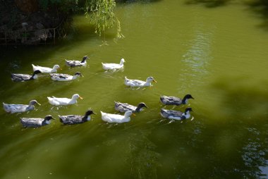 Yeşil su ile bir havuzda yüzen güzel yaban ördekleri.
