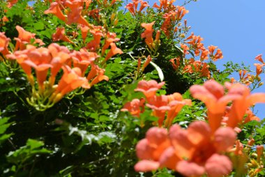 Portakal çiçekleri ile mavi gökyüzü parlak, doymuş, parlak yeşil ile campsis bush gündüz bırakır.