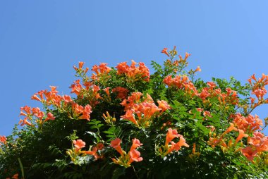 Campsis yeşil turuncu kırmızı dikdörtgen çiçek yaprakları yeşil bir çalı arka planı