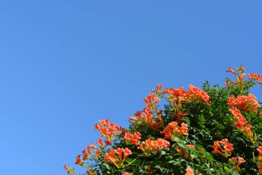 Portakal çiçekleri ile mavi gökyüzü parlak, doymuş, parlak yeşil ile campsis bush gündüz bırakır.