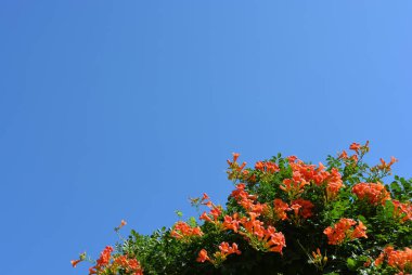 Portakal çiçekleri ile mavi gökyüzü parlak, doymuş, parlak yeşil ile campsis bush gündüz bırakır.