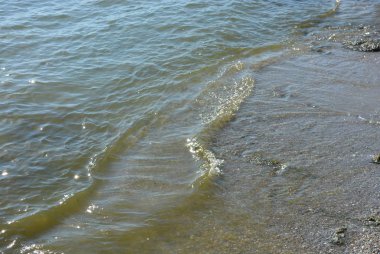Yeşil algler ile sarı ıslak kum üzerinde Karadeniz'in güzel dalgalar
