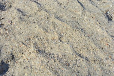 Sarı kum ile Karadeniz demir Port Beach sığ deniz hayvanı kabuğu