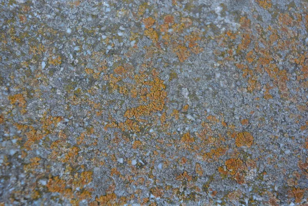 Old Building Cement Background Yellow Gray Moss — Stock Photo, Image