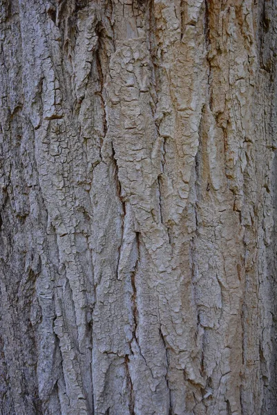 Bark Tree White Touch Shade — Stock Photo, Image