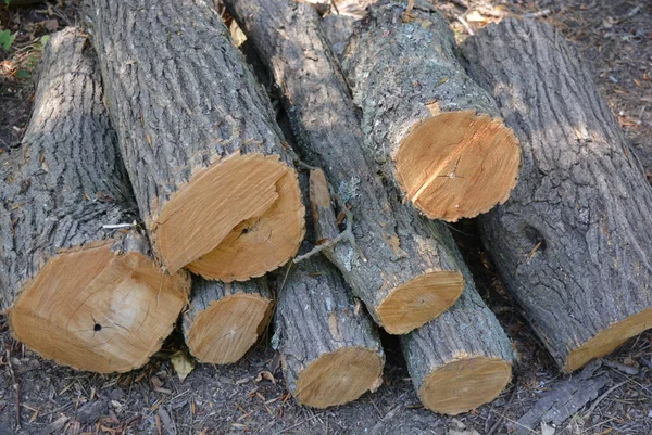 木製の梁 デッキ 地面に倒された木の麻 — ストック写真