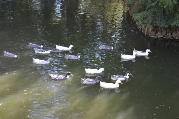 Schöne Wildenten Die Einem Teich Mit Grünem Wasser Schwimmen — Stockfoto