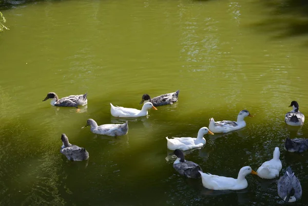 Beautiful wild ducks floating in a pond with green water