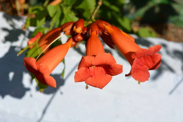 緑のウォーキング途中のオレンジ色の赤い長方形の花は 白い背景に日光の葉します — ストック写真