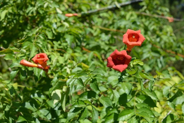 Orange Rote Längliche Blüten Von Campsis Mit Grünen Blättern Vor — Stockfoto