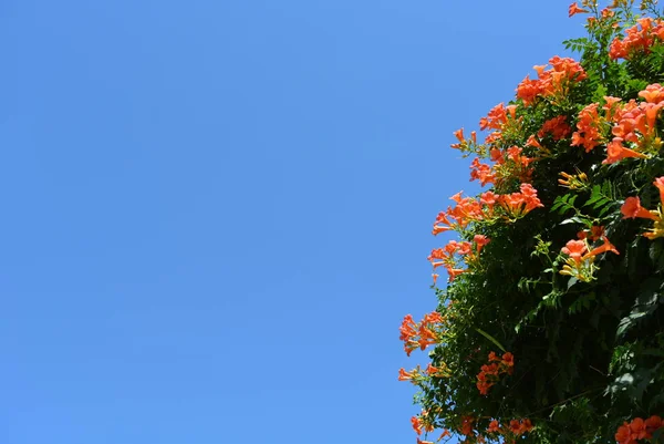 Heller Gesättigter Blauer Himmel Mit Orangen Blüten Tagsüber Ein Campsisbusch — Stockfoto
