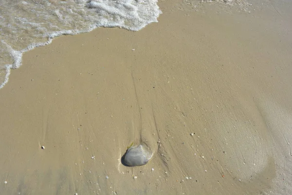 Beautiful Clean Wet Sand Sea Sized Large Stone Gentle Waves — Stock Photo, Image