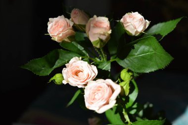 Zarif pembe sarı küçük yeşil yaprakları, doğal taze şık gül pembe krem renk siyah arka plan üzerine ile gül