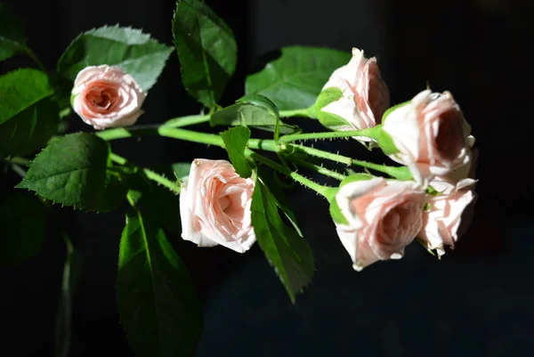 Elegante Gule Rosa Små Roser Med Grønne Blader Naturlig Rosa – stockfoto