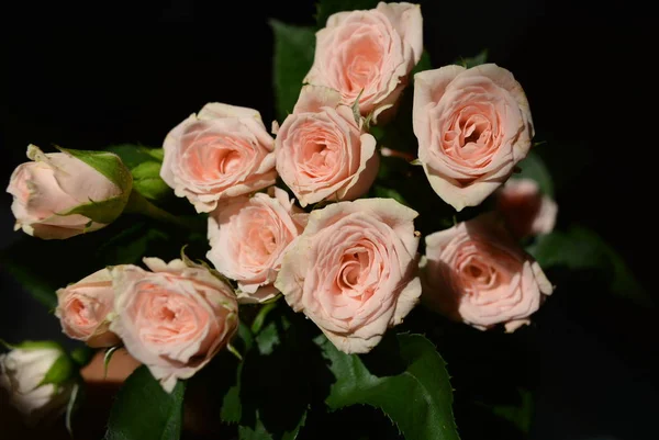 Elegante Gelb Rosa Kleine Rosen Mit Grünen Blättern Natürliche Frische — Stockfoto