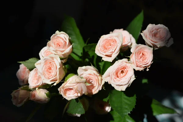 Elegante Gelb Rosa Kleine Rosen Mit Grünen Blättern Natürliche Frische — Stockfoto