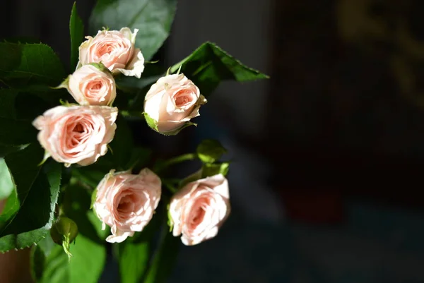 Élégantes Petites Roses Roses Jaunes Aux Feuilles Vertes Rose Rose — Photo