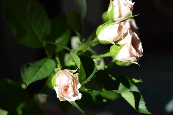 Elegantní Žluté Růžové Malé Růží Zelenými Listy Přírodní Čerstvé Elegantní — Stock fotografie