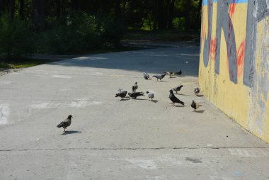A akın Şehir güvercinleri gagalamaya dağınık parçalarını ekmek, ekmek kırıntısı bir beton kaldırım üzerinde