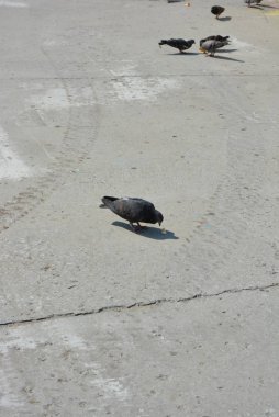 A akın Şehir güvercinleri gagalamaya dağınık parçalarını ekmek, ekmek kırıntısı bir beton kaldırım üzerinde