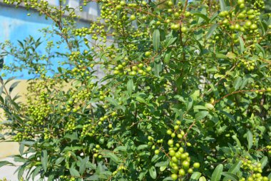 Zehirli dutlardan oluşan yeşil bir çalılık. Güneşte kurt üzümü. Bahçedeki hanımeli çalılarının dallarında yeşil meyveler.